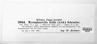 Rachicladosporium iridis image